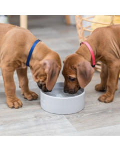 Trixie: Keramička posuda za štence Junior Ceramic Bowl Blue