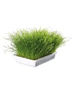 Mačija trava u posudi